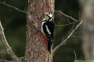 Större hackspett, Dendrocopos major